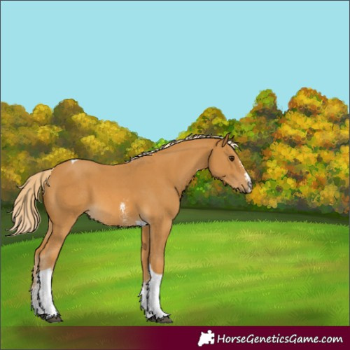 Horse Color:Palomino Sabino Tobiano 