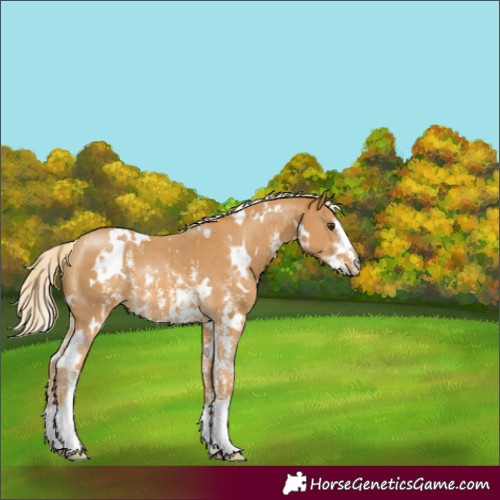 Horse Color:White Spotted Palomino Sabino