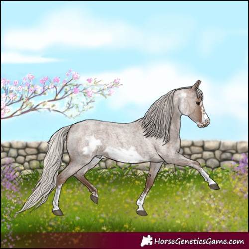 Horse Color:Silver Blue Roan Sabino Frame 