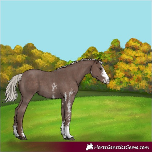 Horse Color:Silver Black Sabino 