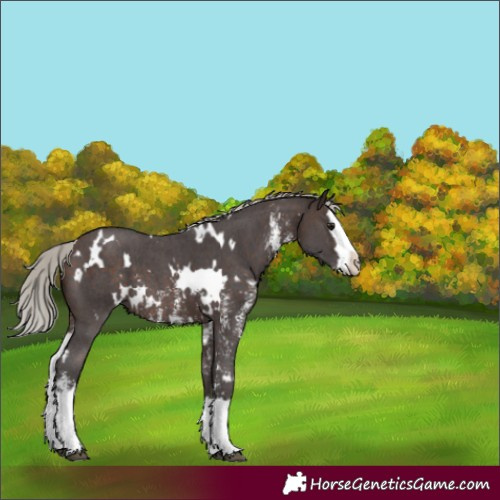 Horse Color:White Spotted Silver Brown Sabino Splash