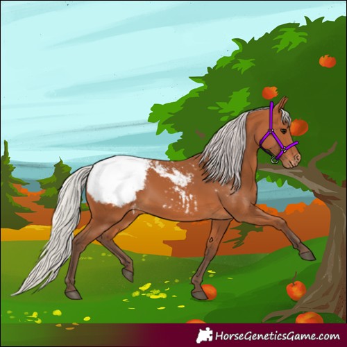 Horse Color:Silver Bay Appaloosa 