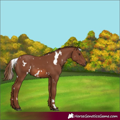Horse Color:White Spotted Chestnut 