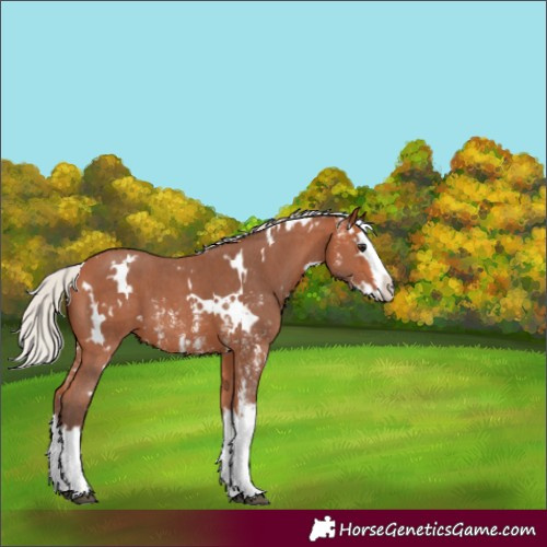 Horse Color:Unknown 