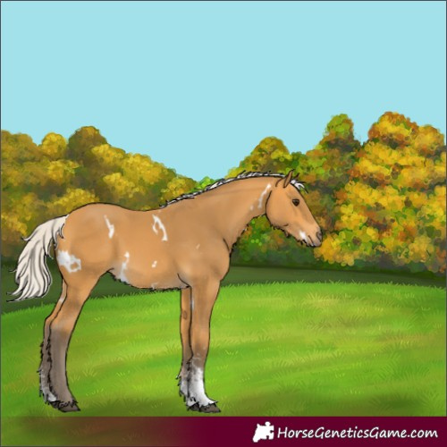 Horse Color:White Spotted Silver Buckskin Sabino 