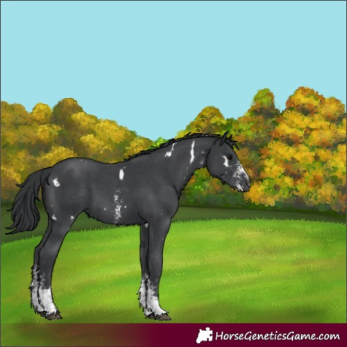 Horse Color:Unknown 
