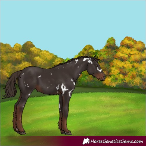 Horse Color:White Spotted Liver Chestnut
