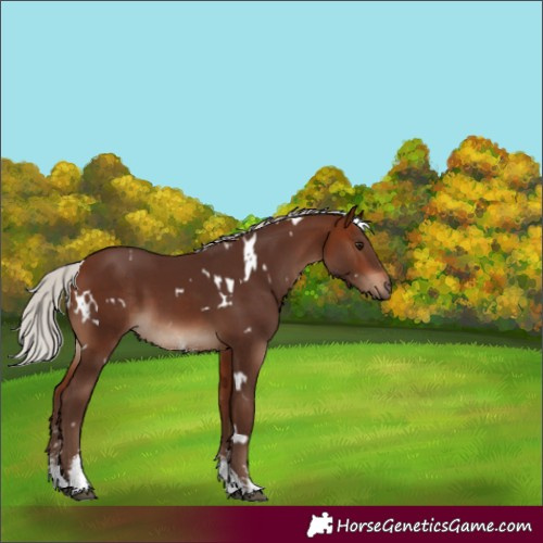 Horse Color:White Spotted Silver Bay Sabino Rabicano 