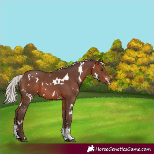 Horse Color:White Spotted Silver Bay Sabino 