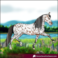 Horse Color:Bay Near Leopard Rabicano 