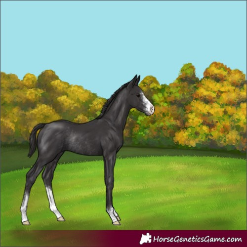 Horse Color:Smoky Black Sabino Rabicano