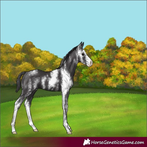 Horse Color:Smoky Black Sabino 