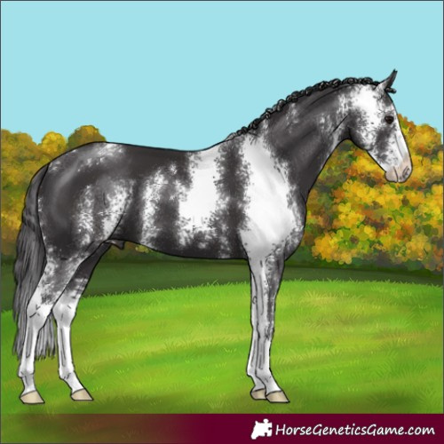 Horse Color:Smoky Black Sabino 