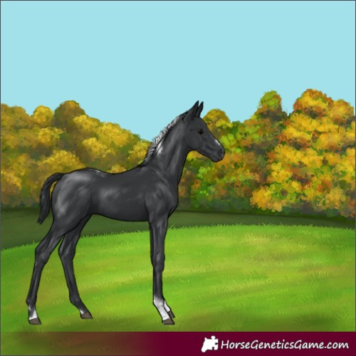 Horse Color:Black Tobiano 
