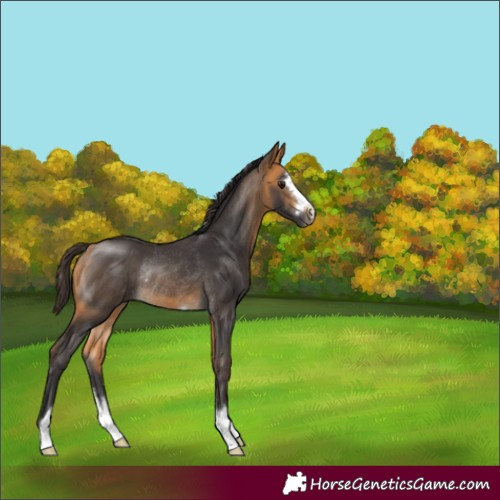 Horse Color:Buckskin Rabicano 