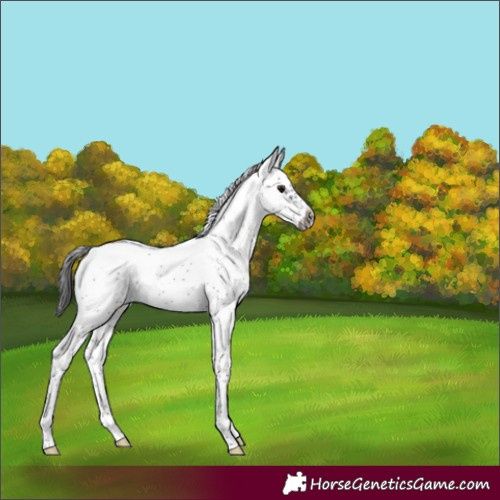 Horse Color:Smoky Black Sabino Frame Rabicano 