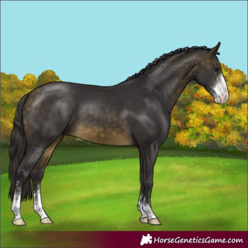Horse Color:Buckskin Sabino 