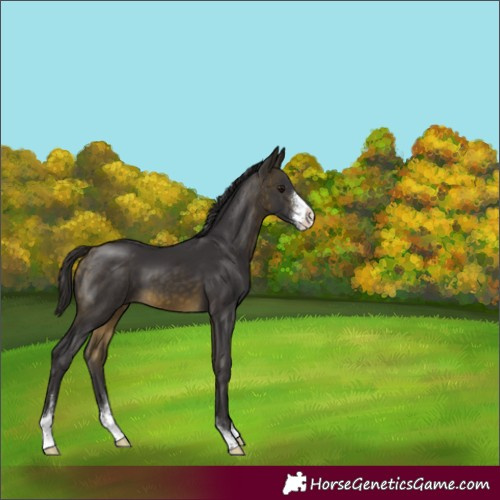 Horse Color:Buckskin Sabino