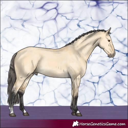 Horse Color:Buckskin Dun Merle 