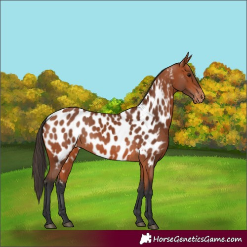 Horse Color:Bay Near Leopard