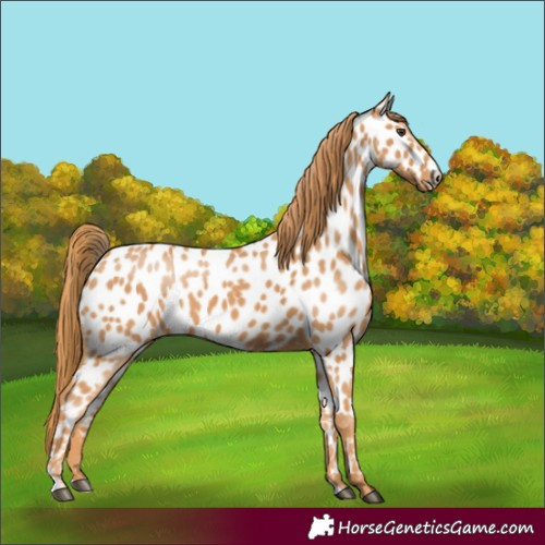 Horse Color:Chestnut Near Leopard