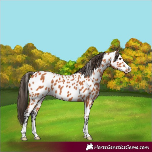 Horse Color:Bay Leopard