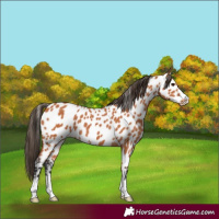 Horse Color:Bay Leopard 