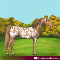 Horse Color:Chestnut Near Leopard 