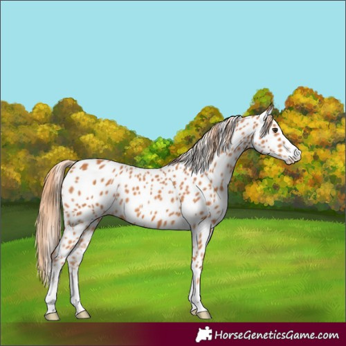Horse Color:Chestnut Appaloosa