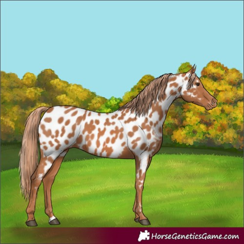 Horse Color:Chestnut Appaloosa 