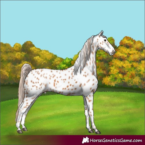 Horse Color:Chestnut Leopard