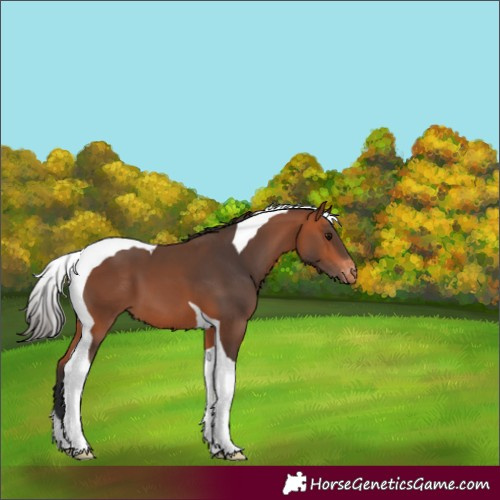 Horse Color:Bay Tobiano Skewed LP Spotted 