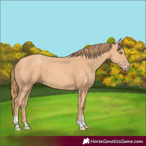 Horse Color:Gold Champagne Tobiano