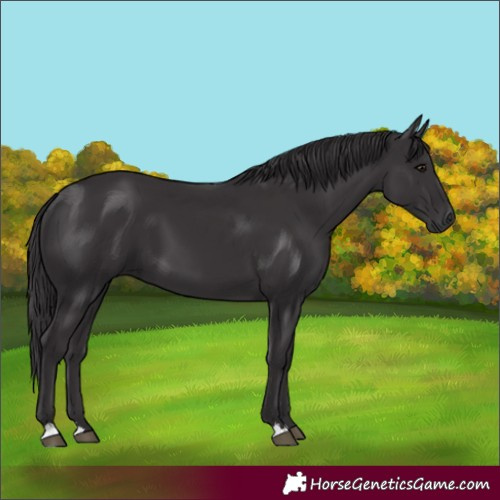 Horse Color:Smoky Black 