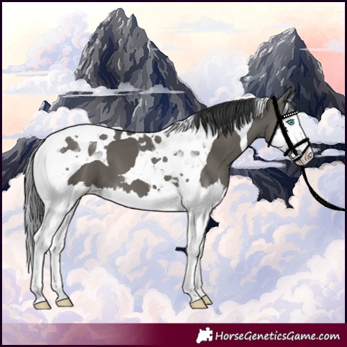 Horse Color:Grullo Splash Tobiano 