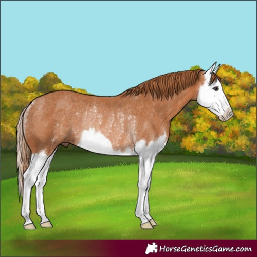 Horse Color:Chestnut Splash Rabicano 