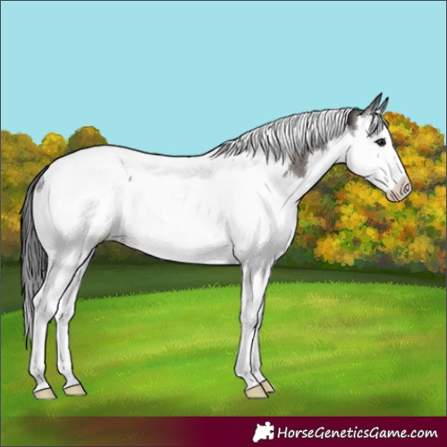 Horse Color:Smoky Grullo Splash Tobiano Rabicano 