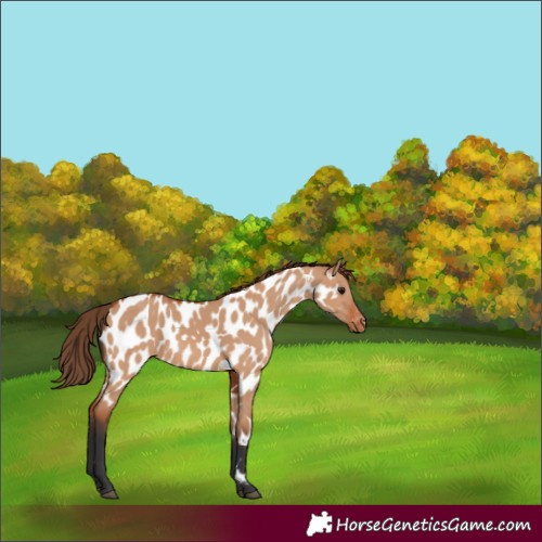Horse Color:Bay Dun Near Leopard