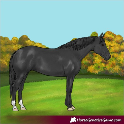 Horse Color:Black 