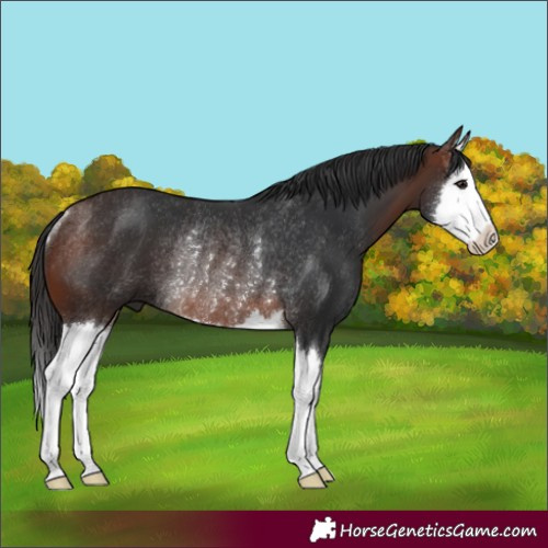 Horse Color:Brown Splash Rabicano
