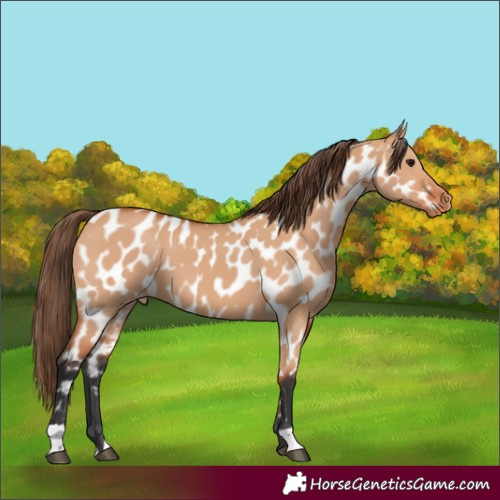 Horse Color:Bay Dun Appaloosa 