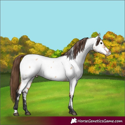 Horse Color:Bay Dun Near Fewspot 
