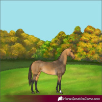 Horse Color:Buckskin 