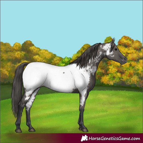 Horse Color:Grullo Appaloosa 