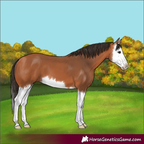 Horse Color:Bay Splash 