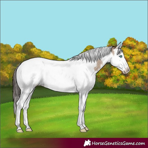 Horse Color:Classic Champagne Dun Splash Tobiano