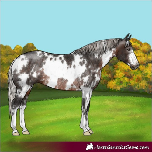 Horse Color:Gray White Spotted Silver Brown Rabicano 