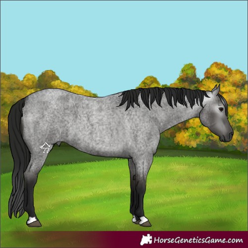 Horse Color:Gray Smoky Blue Roan 