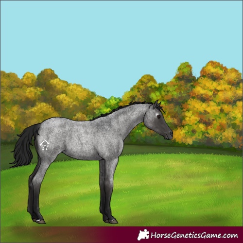 Horse Color:Gray Smoky Blue Roan 