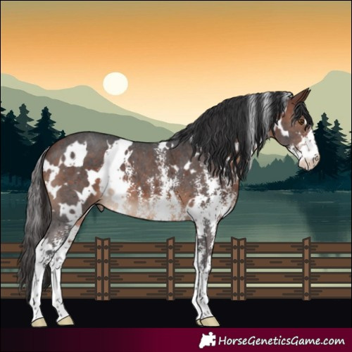 Horse Color:White Spotted Brown Sabino 
